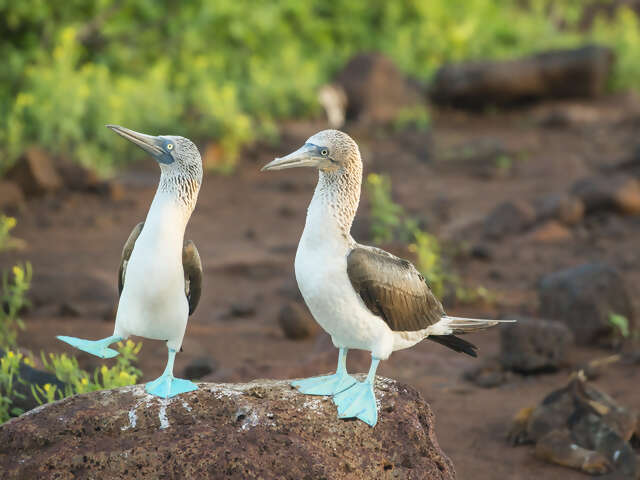 Galapagos: A Birder’s Paradise
