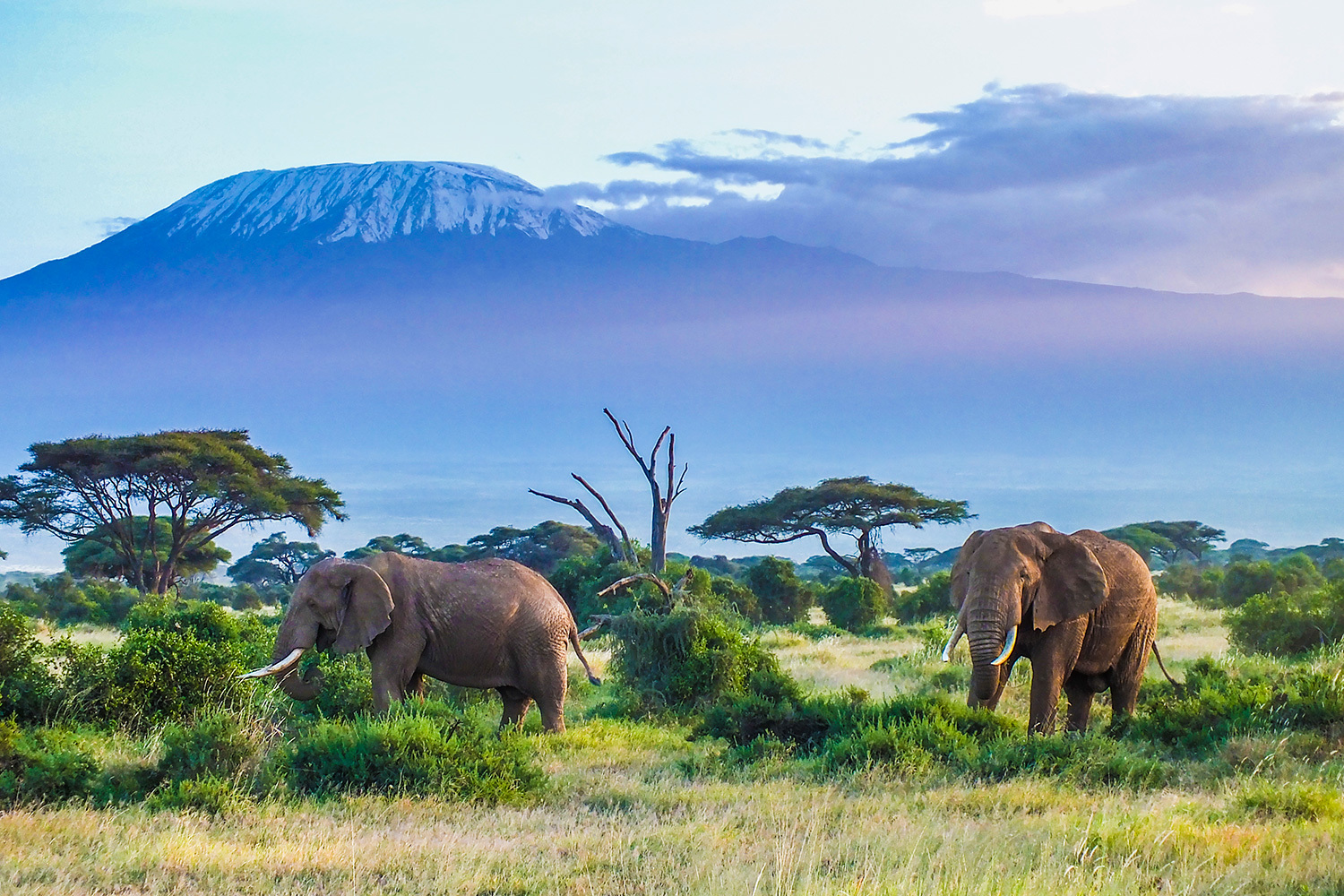Africa safari