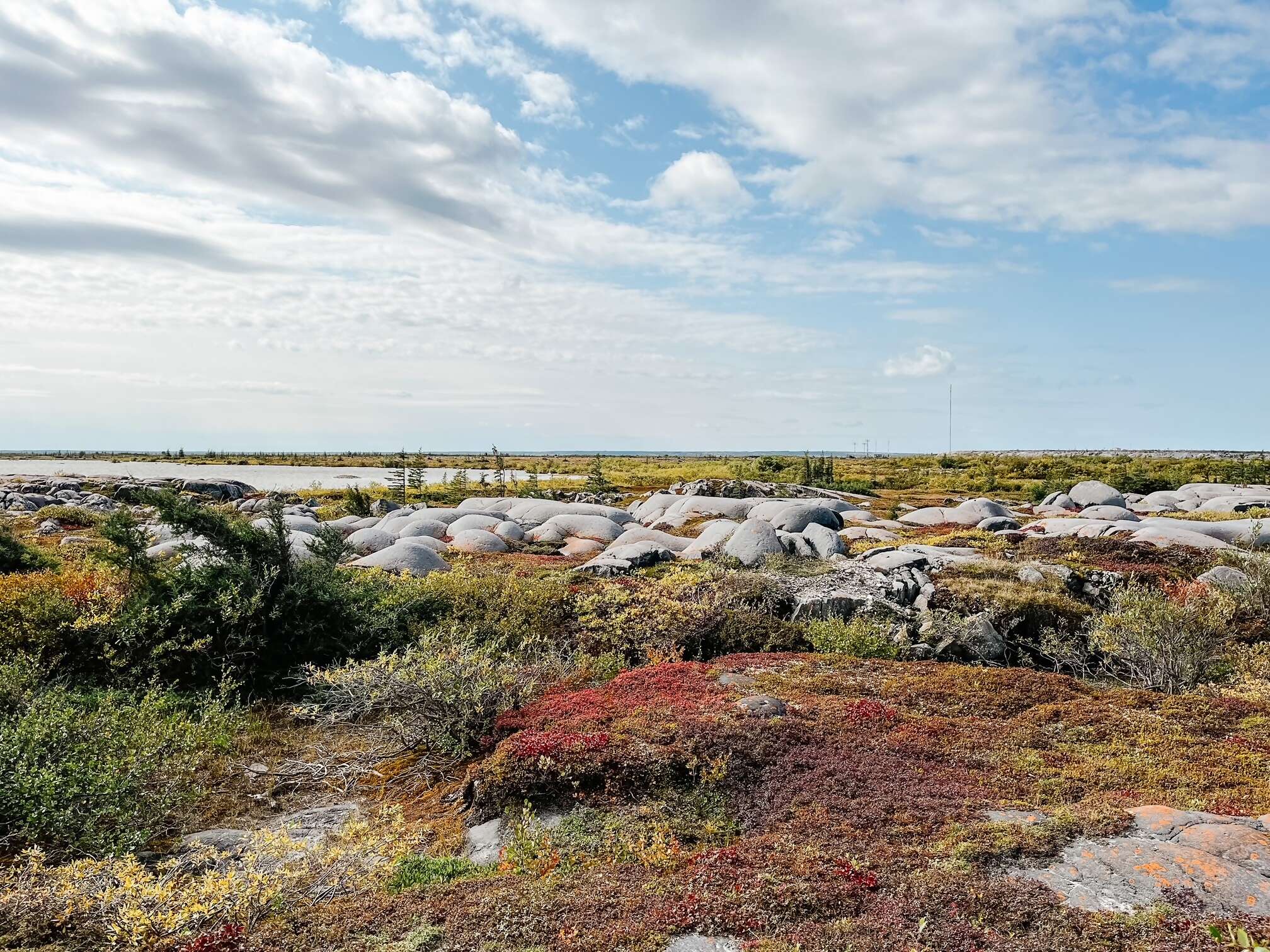 CHURCHILL – POLAR BEARS, WHALES & MORE