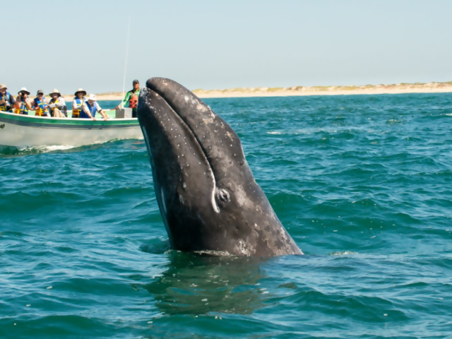 Baja Cali Whale Camp January 30-February 6, 2026