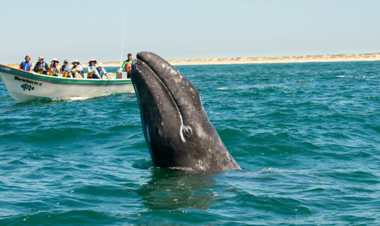 Baja Cali Whale Camp January 30-February 6, 2026