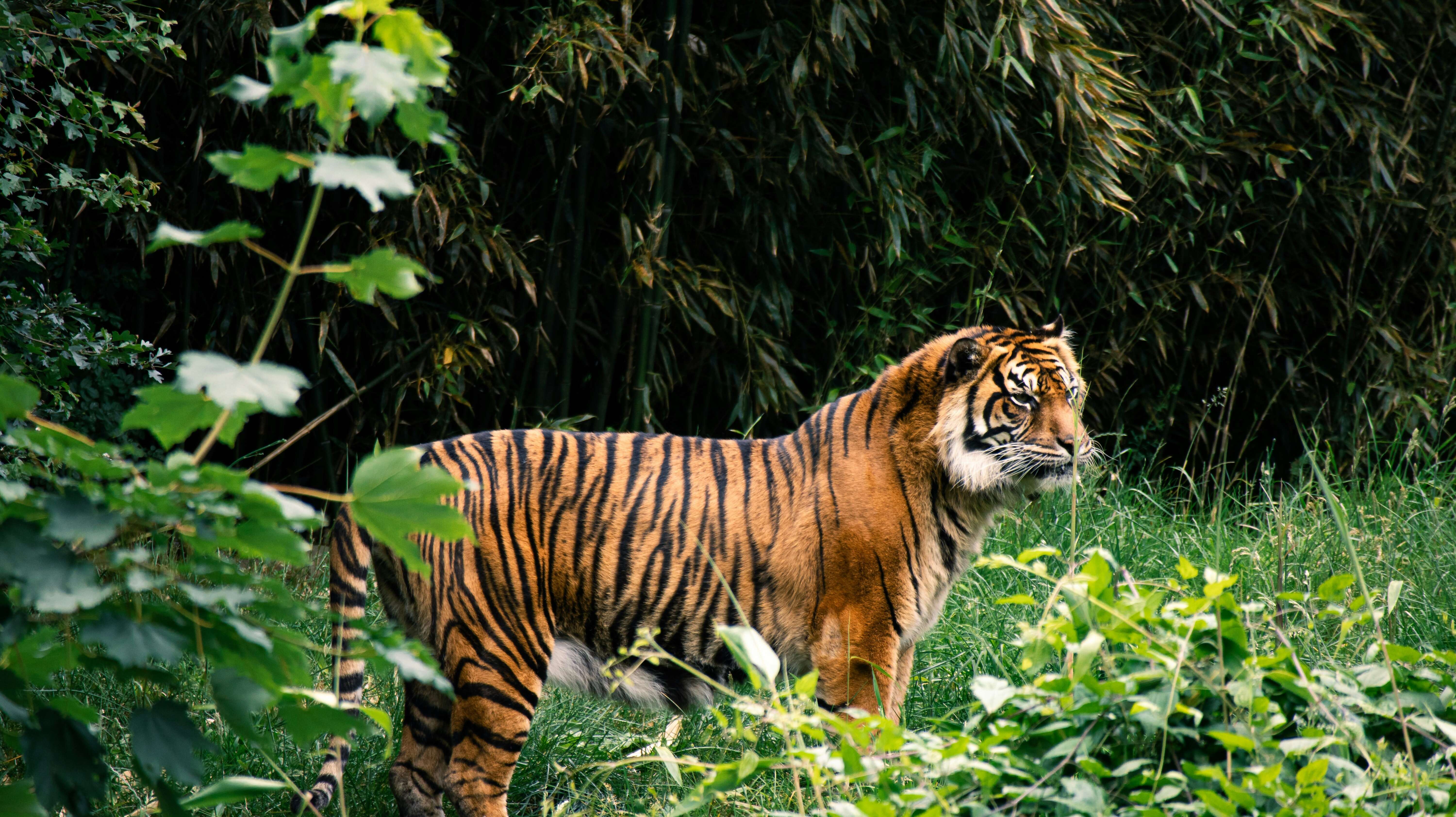 Friday, November 7 – Chitwan Wildlife Safari
