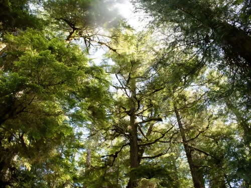Skidegate Heritage Centre and Carving Sheds