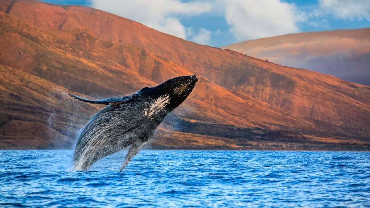 Maui: Observation des baleines, culture & lux / Discover Maui
