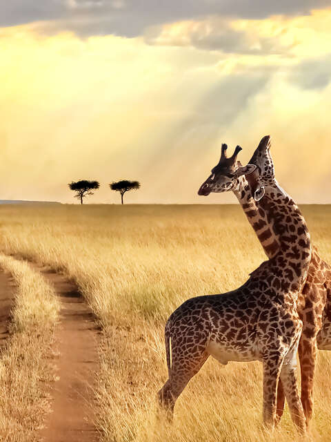 Safari