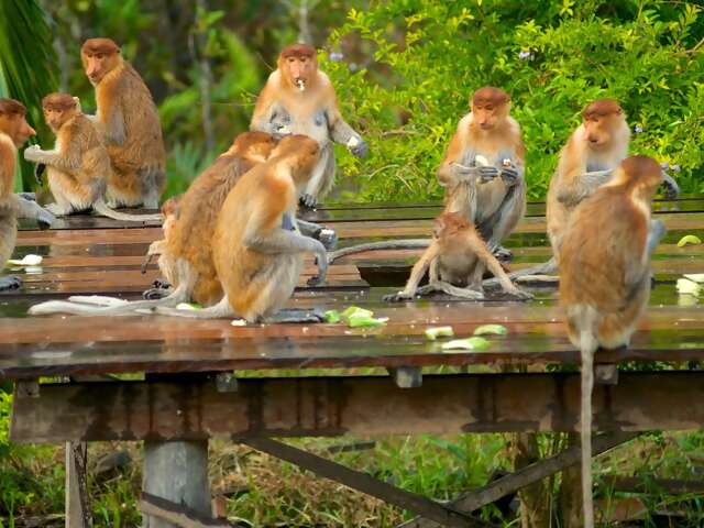 Tafi-Atome Monkey Sanctuary