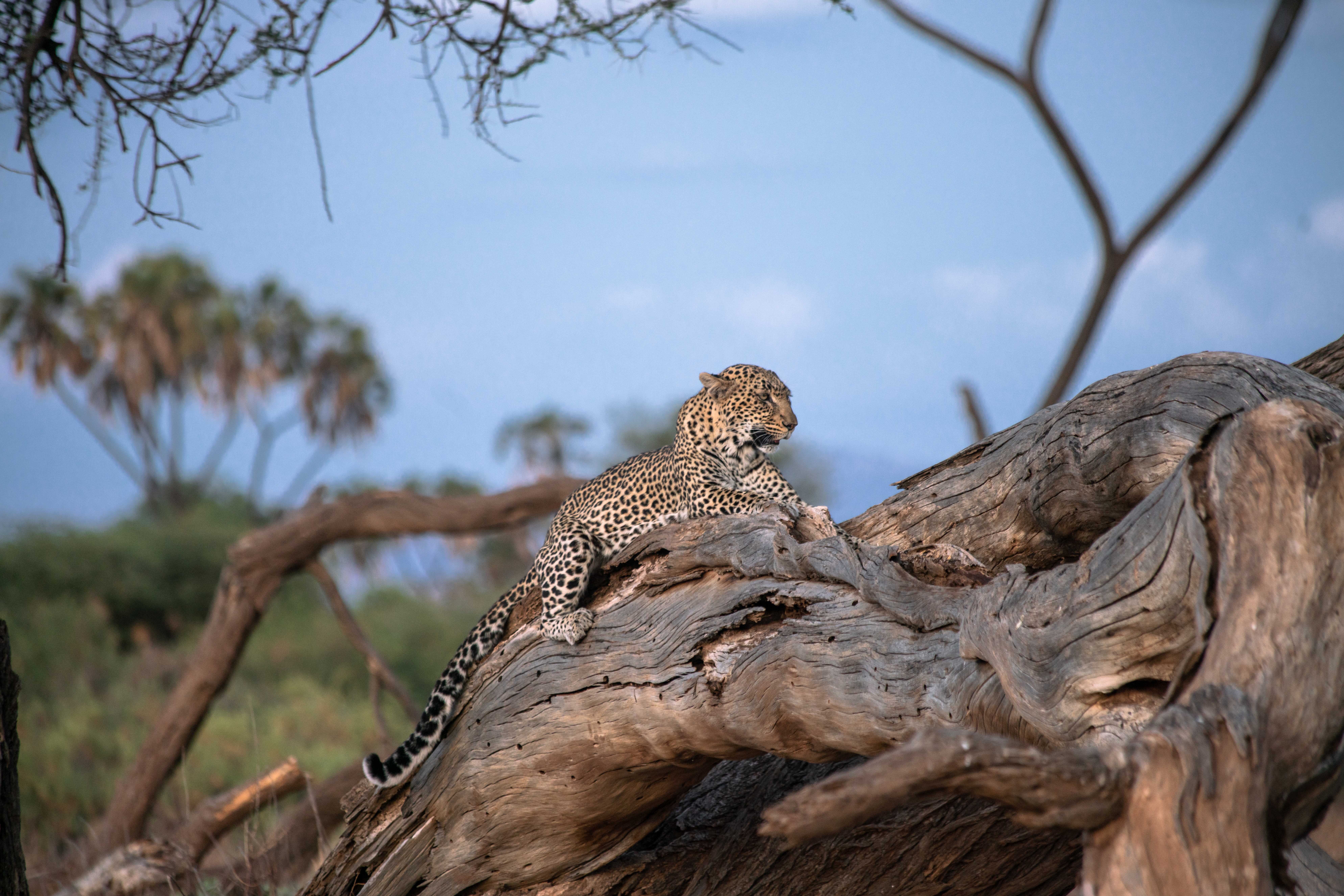 FALL INTO SAFARI SAVINGS: Enjoy International Airfare and No Single Supplement