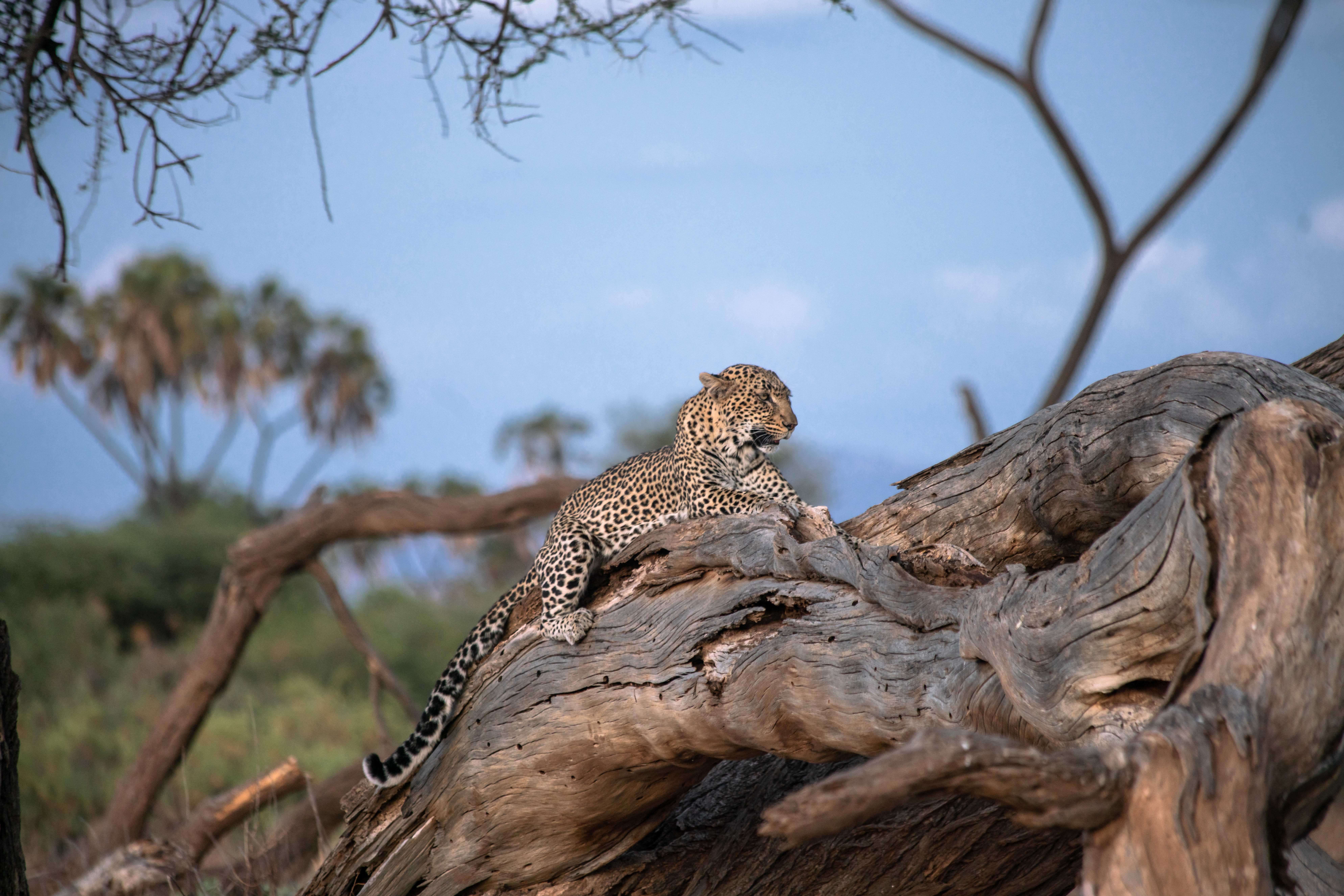 FALL INTO SAFARI SAVINGS: Enjoy International Airfare and No Single Supplement