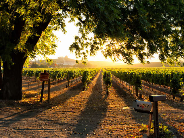 Taste & Terroir: Culinary Exploration in Sonoma and Napa Valley