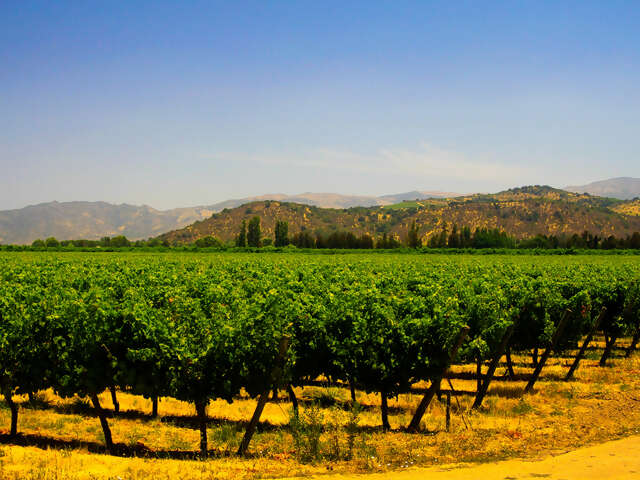 Vineyard Vistas & Urban Delights: A Wine and City Adventure in Chile and Argentina