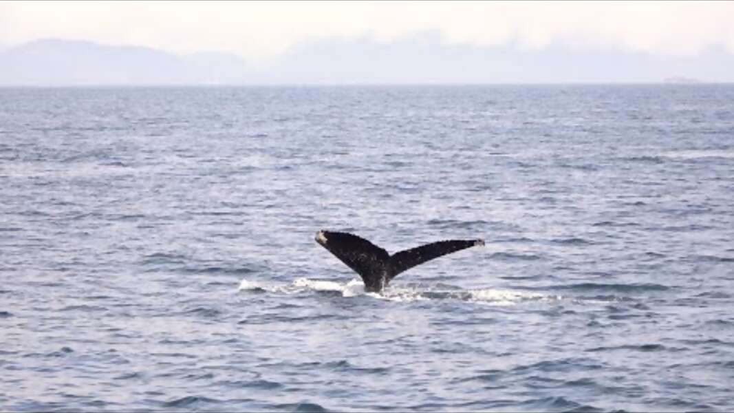 Episode 2: Alaska Seafood & Wildlife
