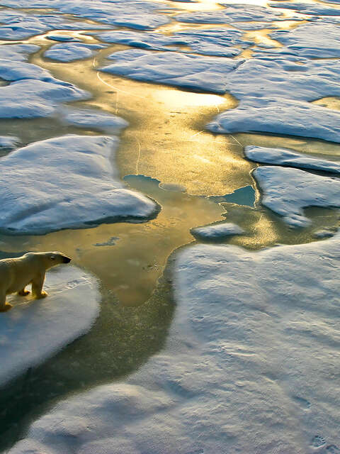 Polar Bears & Belugas
