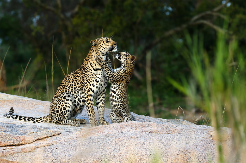 African Travel