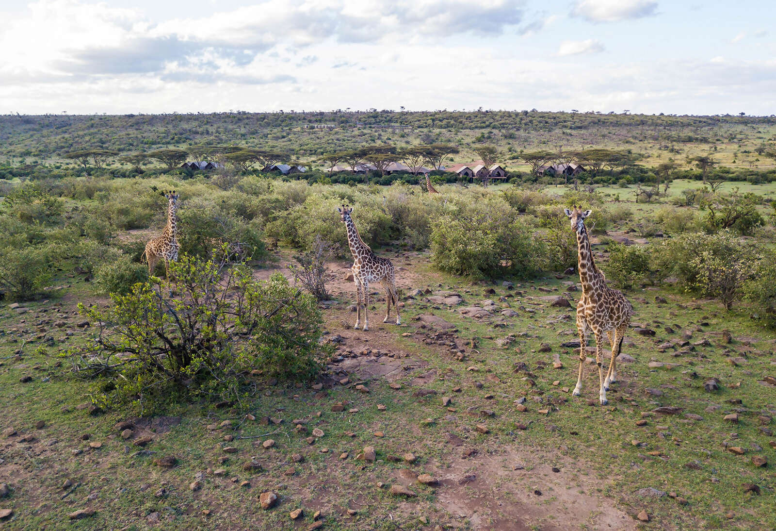 01Great-Plains-Mara-Nyika-Camp-giraffe-at-camp-aerial.jpg
