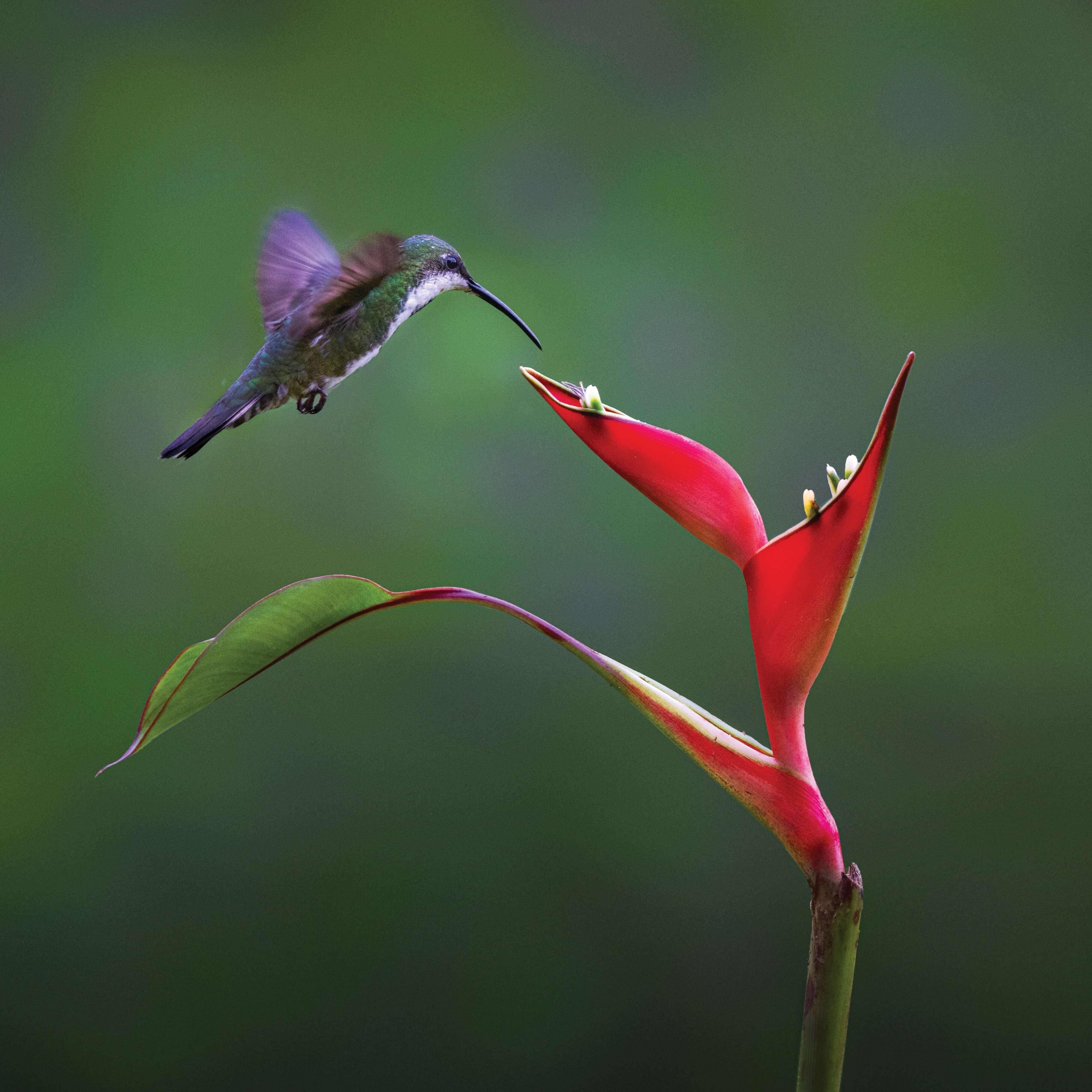 Eyes Wide Open in Costa Rica