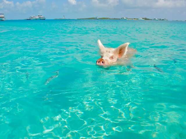 Explore The Bahamas: Paradise for Nature Lovers, Adventure Seekers, and Culture Enthusiasts