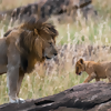 5 Little-Known Facts about Africa's 'Big Five' Animals