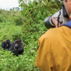 World Gorilla Day: 3 Things a Travel and Animal Lover Can Do