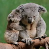 How You Can Help Now in Australia - Hint: It's Not Knitting Another Koala Cozy