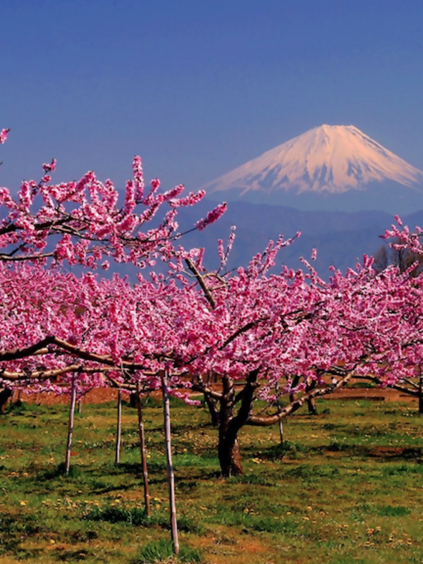 Mount Fuji and 3 Other Mountains You Need to Visit in Japan
