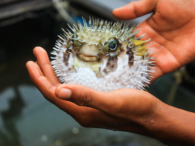 Dare You! Where to Eat the World's Most Dangerous Fish