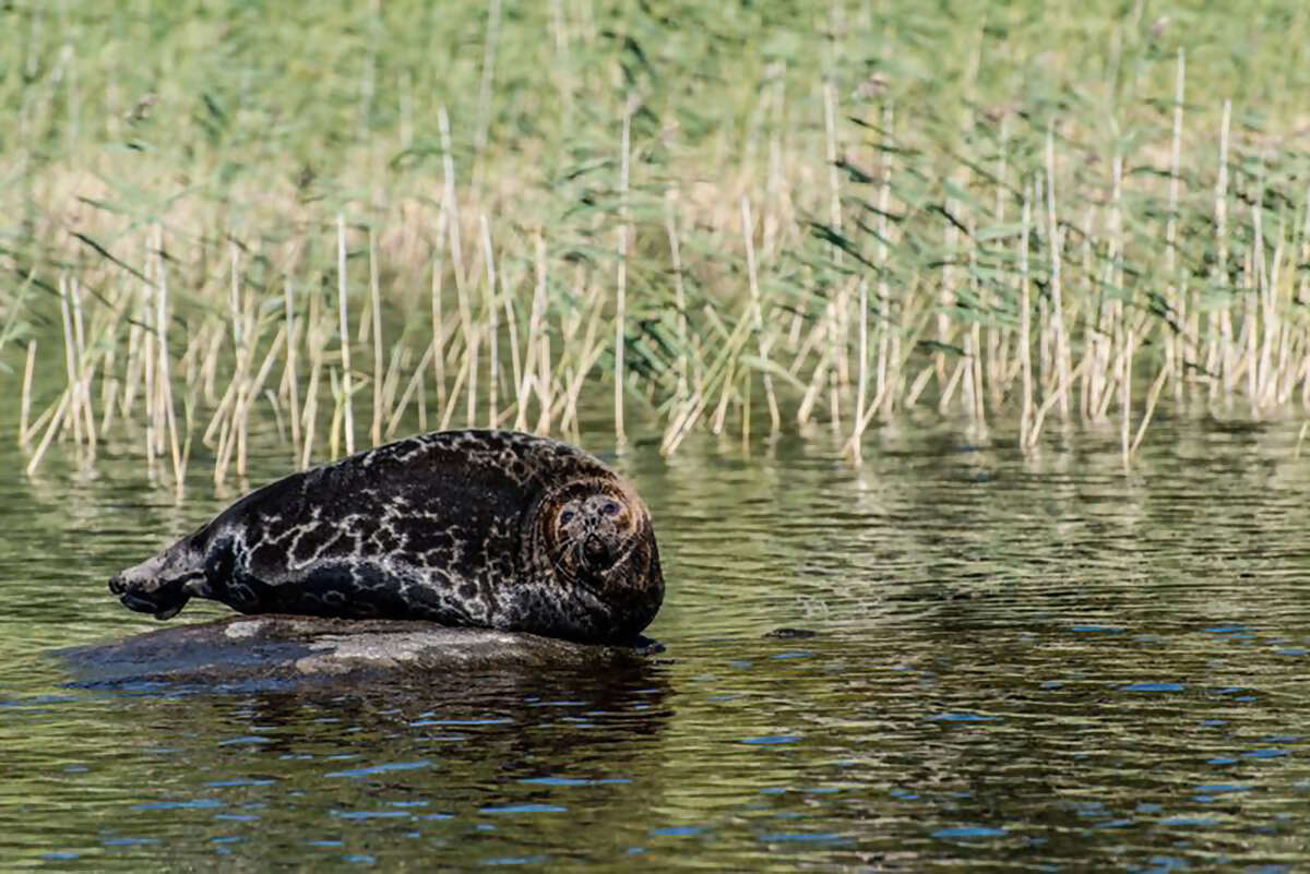 Seal Safari2.jpg