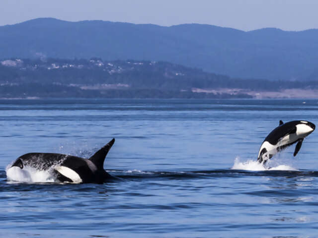 Tofino with whale watching and food tour