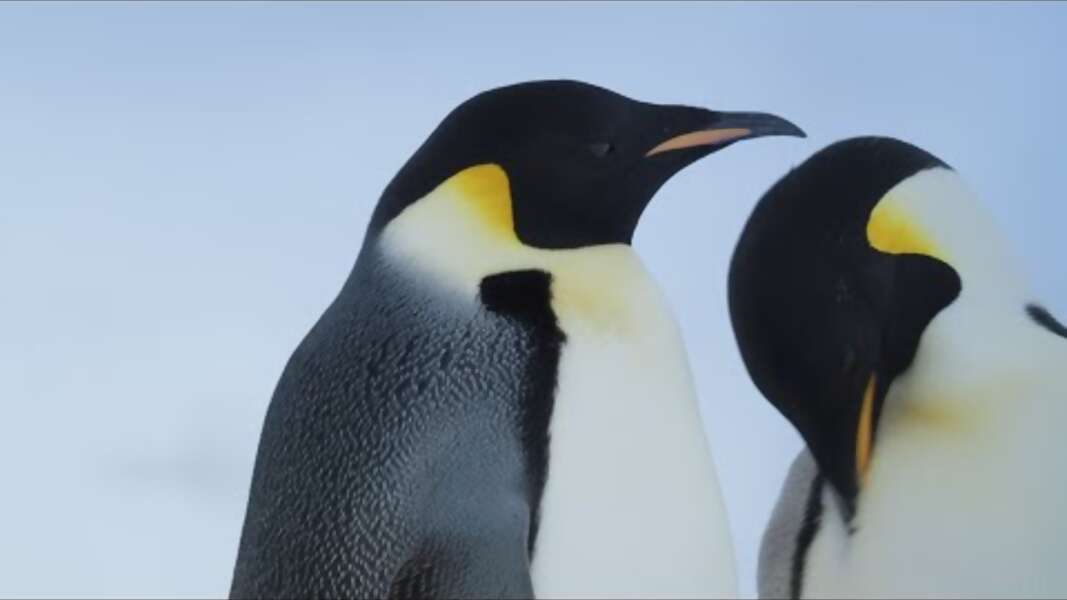 Episode 1: In Search of Emperor Penguins on an Antarctic Expedition Cruise