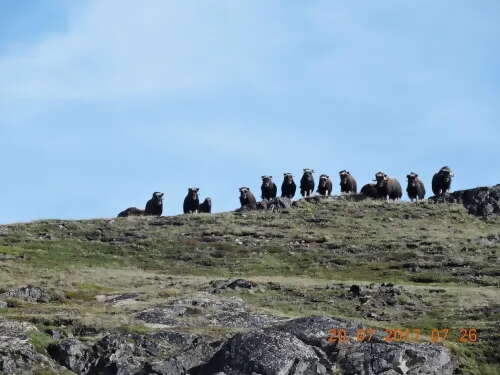 Spot Musk-Ox and Arctic Fox during your Hike Across the Tundra