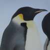 VIDEO: Incredible! Helicopter Quest for Emperor Penguins on the Scenic Eclipse in Antarctica