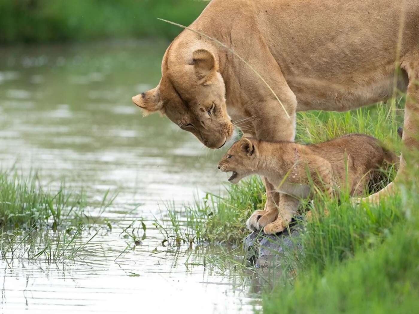 Luxury Southern Africa Safari