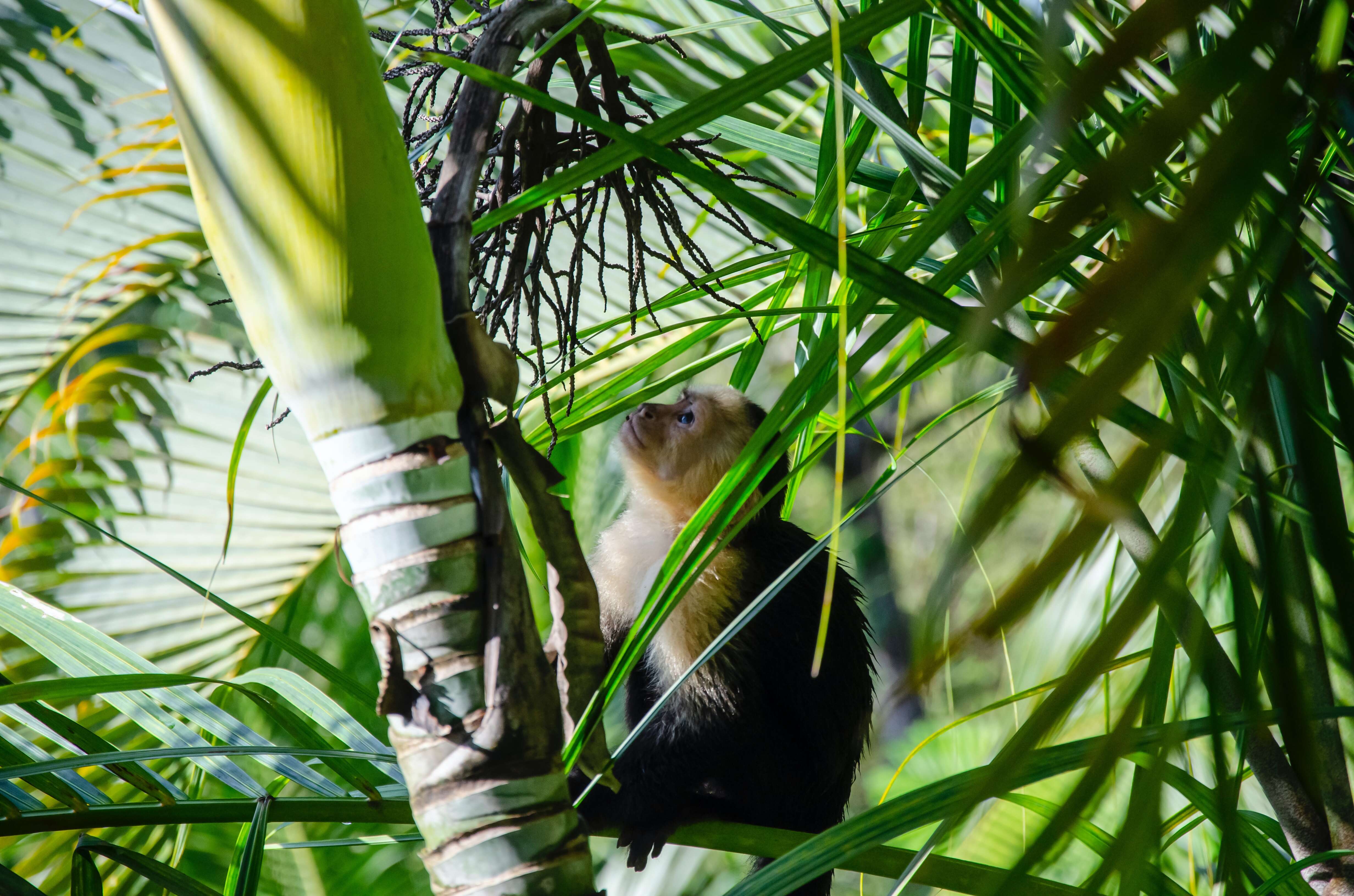 Four Seasons Guancaste