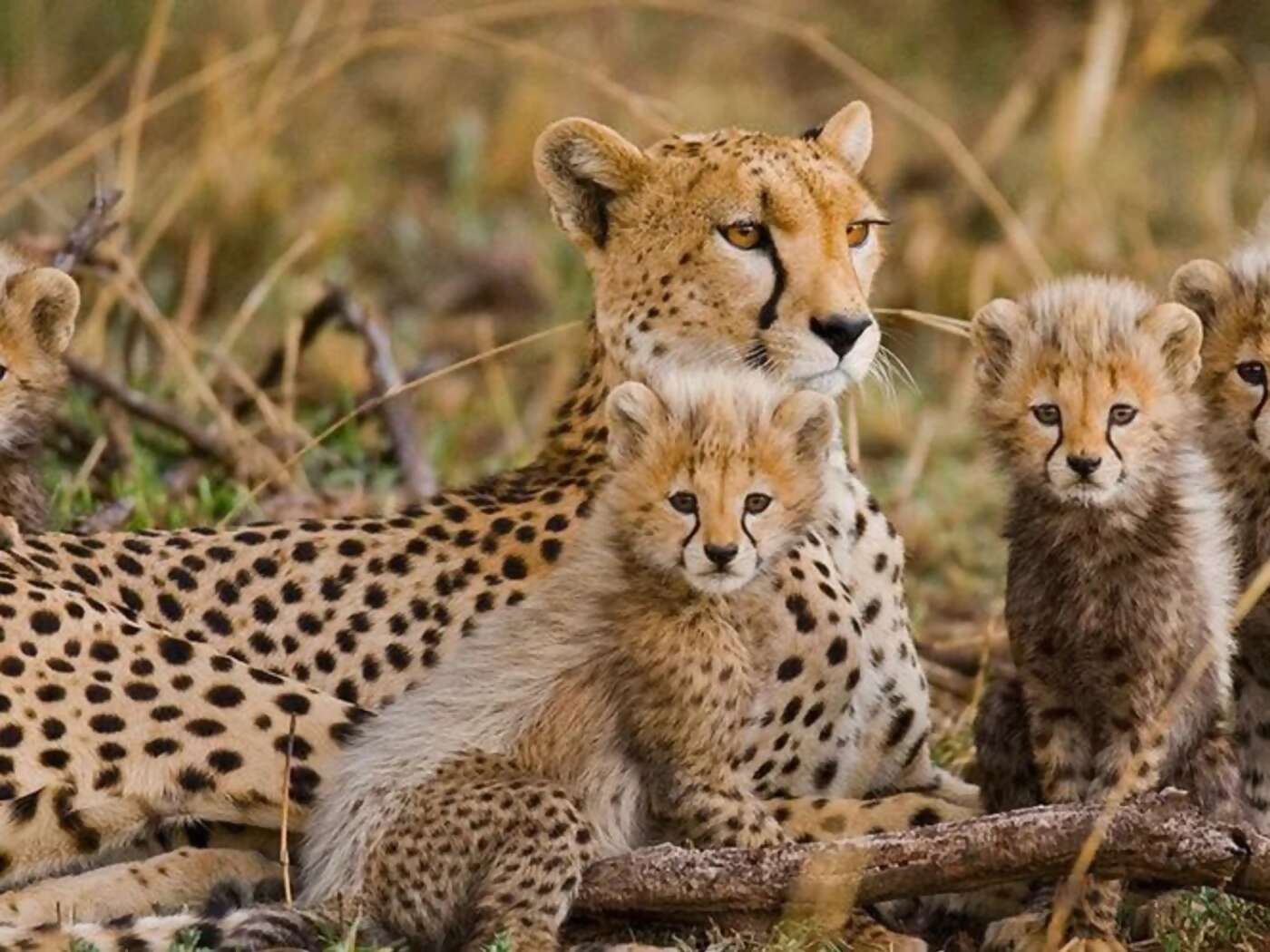 Morning and Afternoon game drives in Chobe National Park