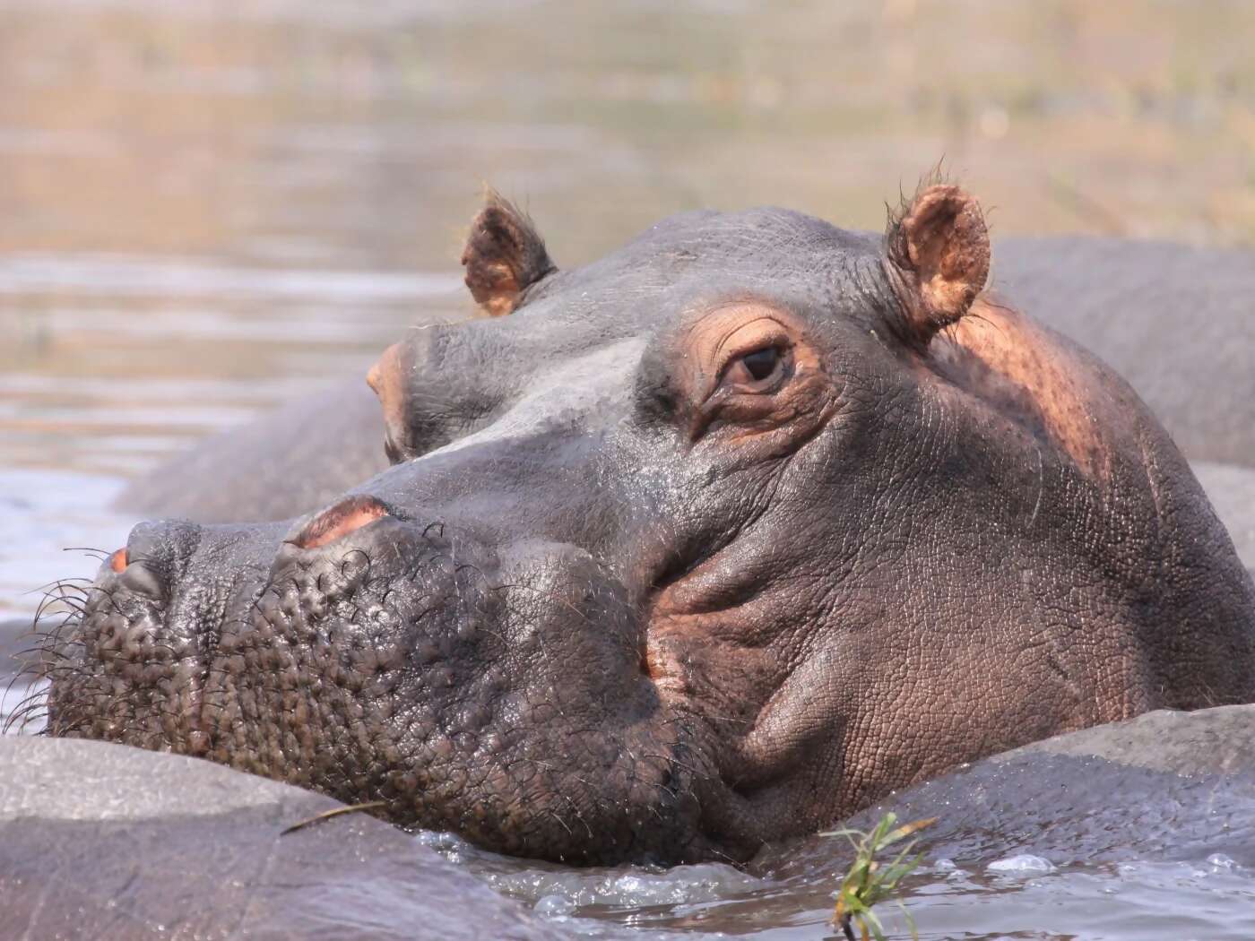 Luxury Southern Africa Safari