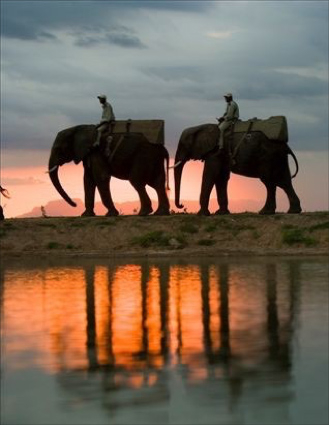 A morning elephant safari