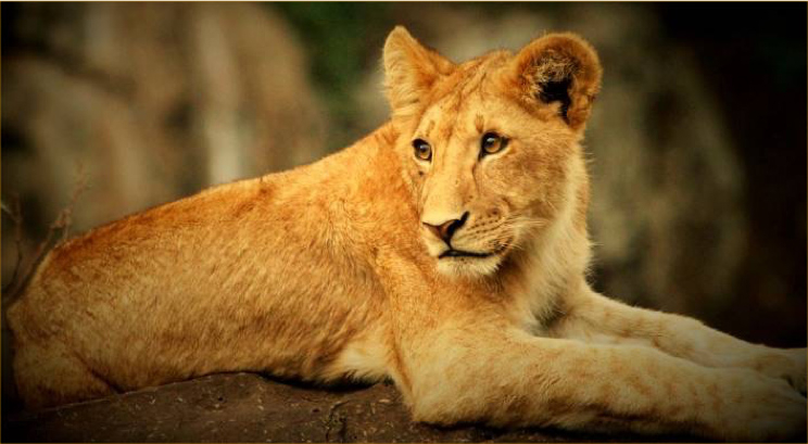 Lion - The Tarangire Valley