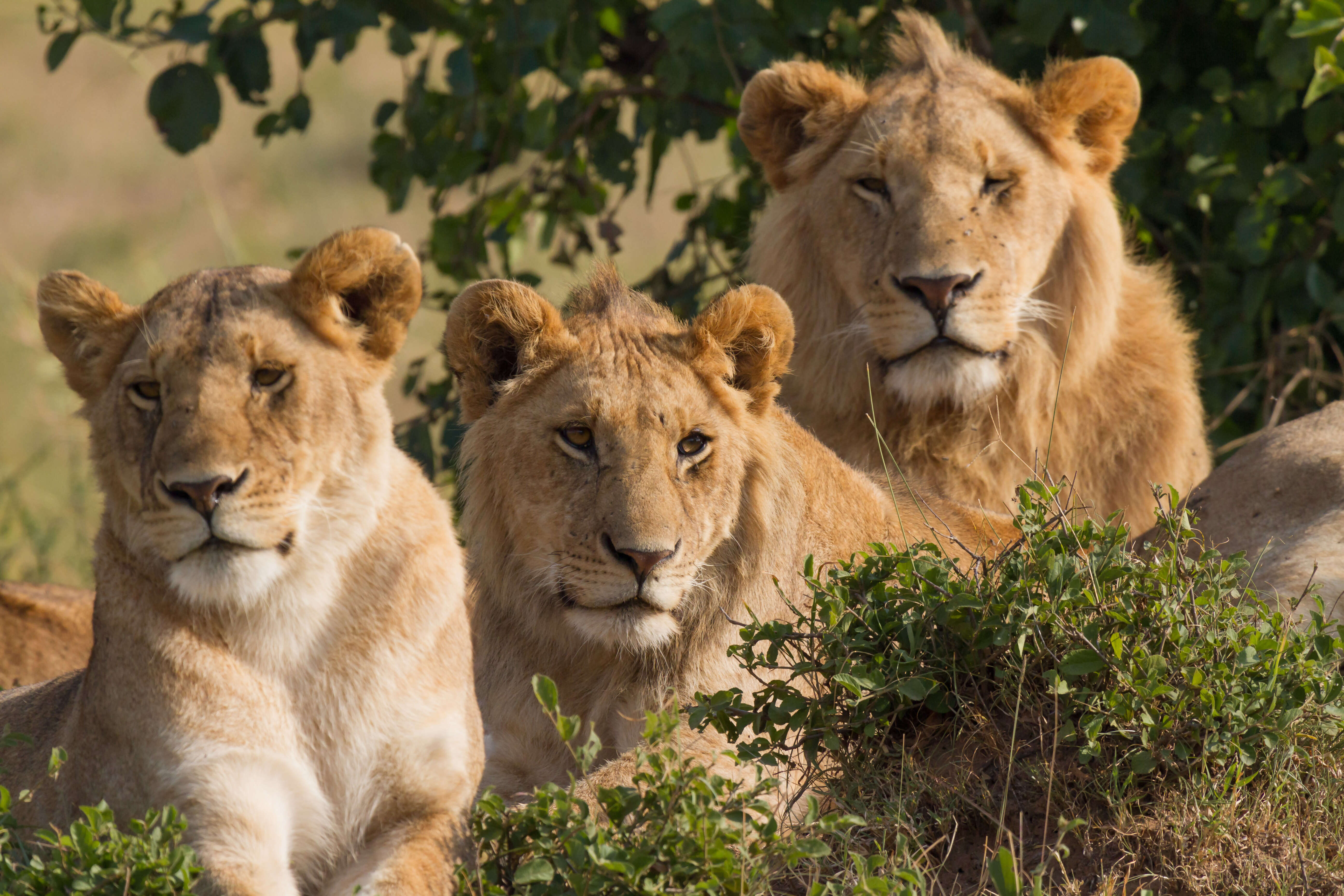 Experience some African Culture at Ol-donyo Sabuk National Park in Kenya