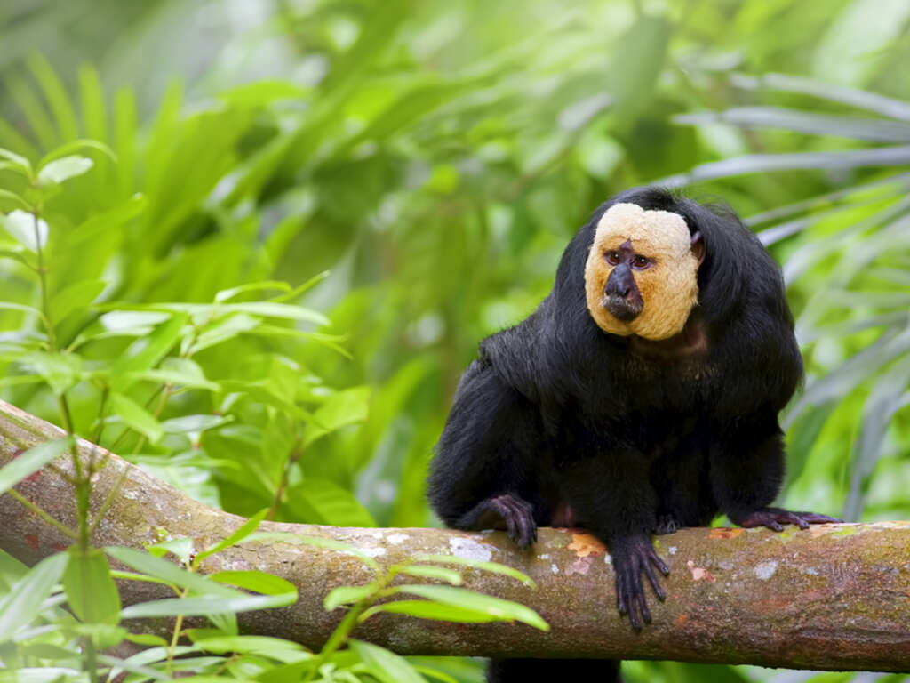 10 Interesting Facts About The Amazon Rain Forest 10 Interesting Facts About The Amazon Rain Forest