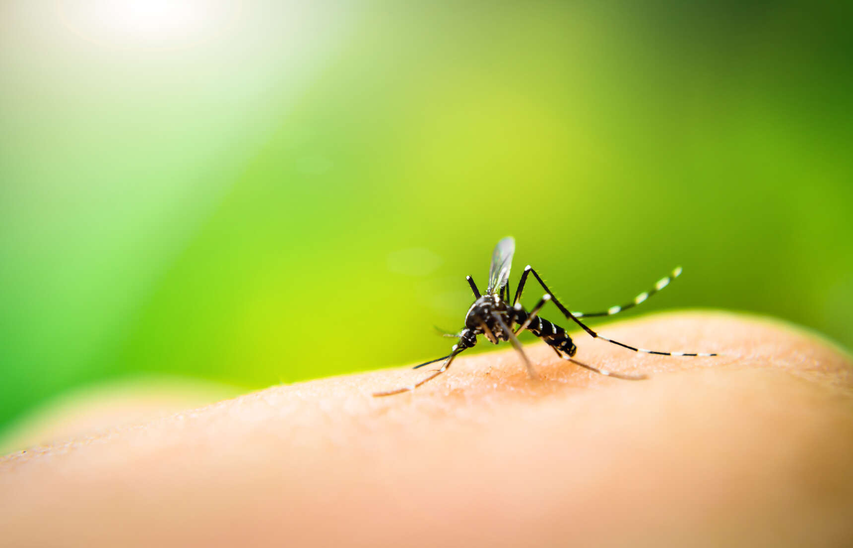 Zika Virus Growing Concerns