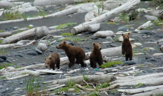Alaskan Cruise & Adventures