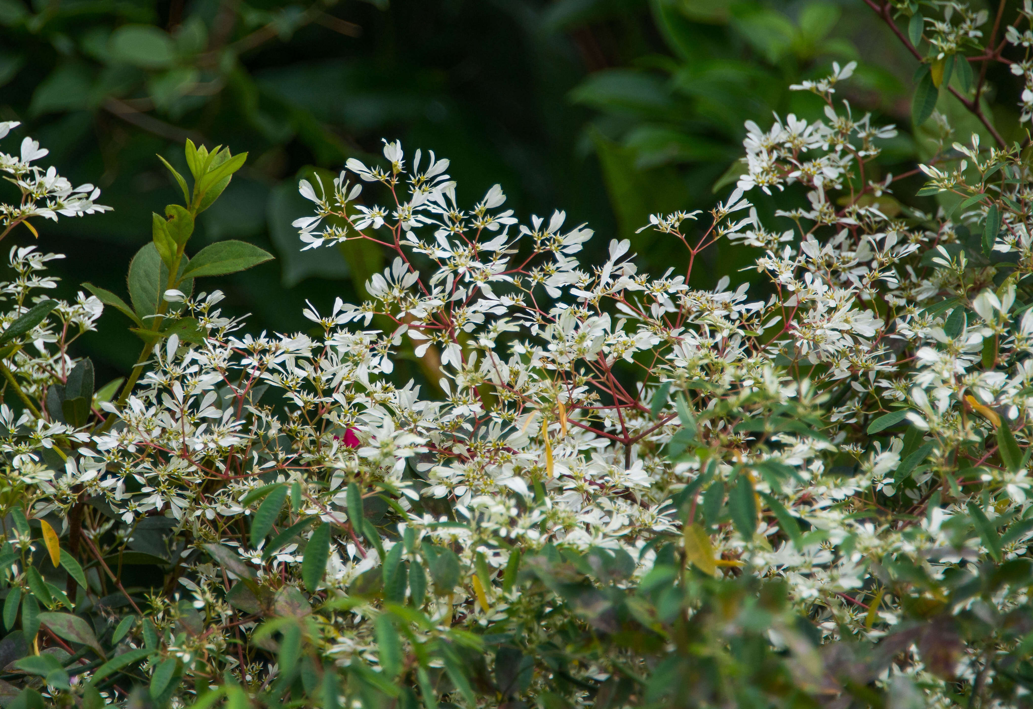 cmt fleuri noel cueuillette-002-2.jpg