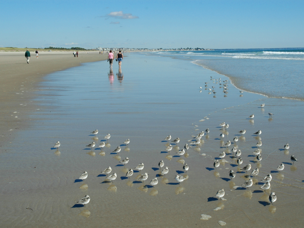 Go Coastal 5 Beaches You Can T Miss In Maine This Summer