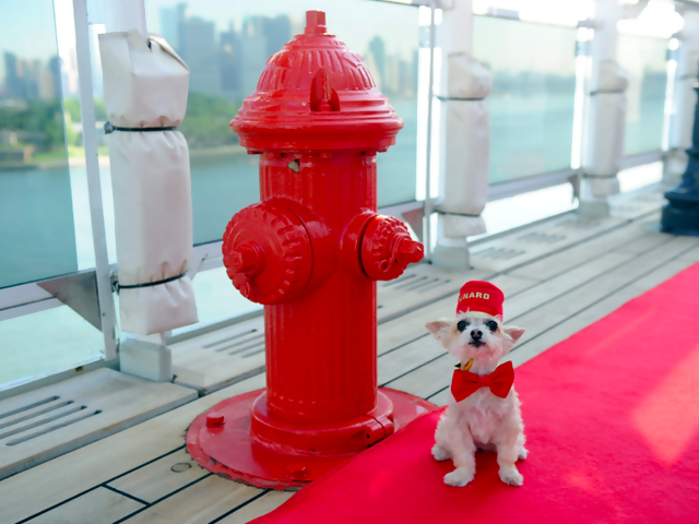You Can Take Your Pet On This Cruise