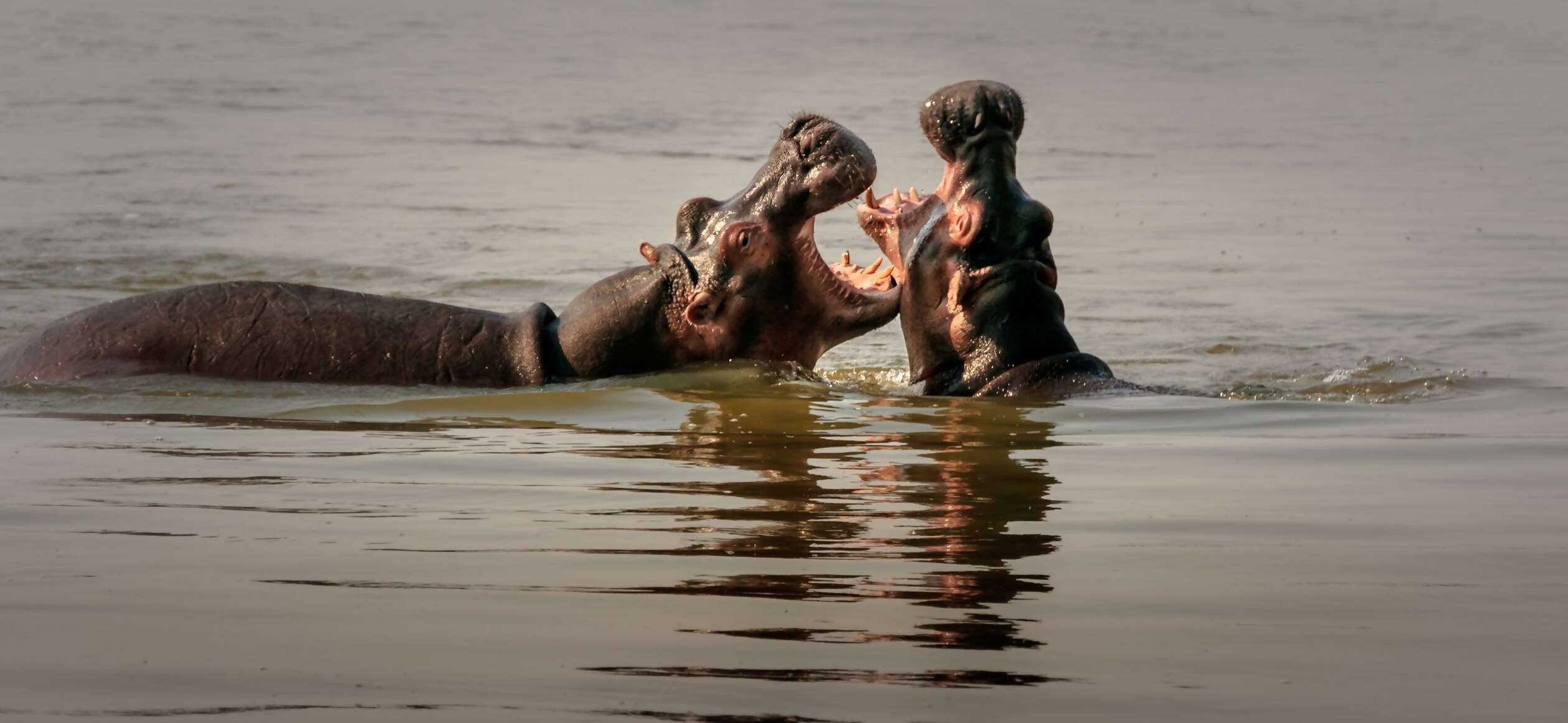 Africa image