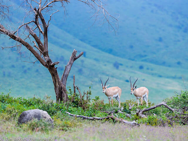 On an African Safari with Tauck: Beyond Your Wildest Dreams