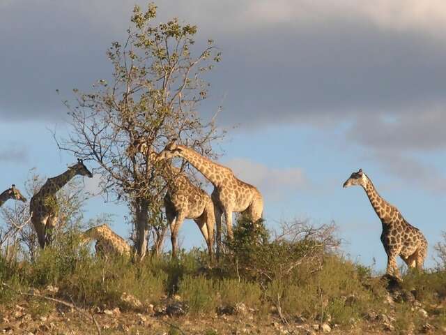 Africa with SITA Tours!