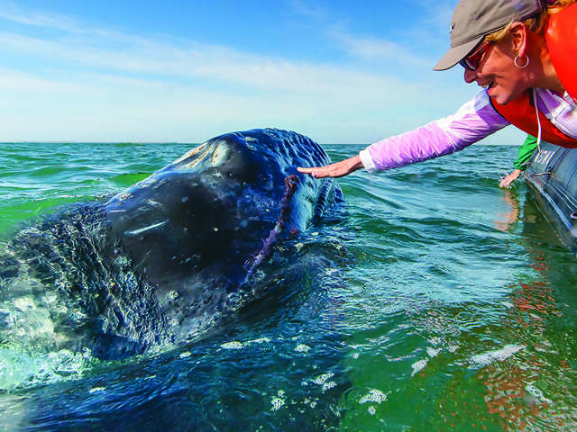 Getting Personal with California Gray Whales