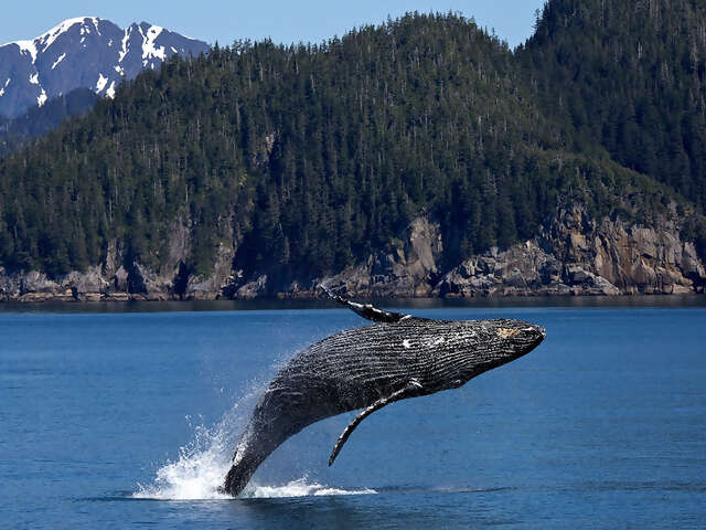 Globus - Alaska's Nature's Best Tour