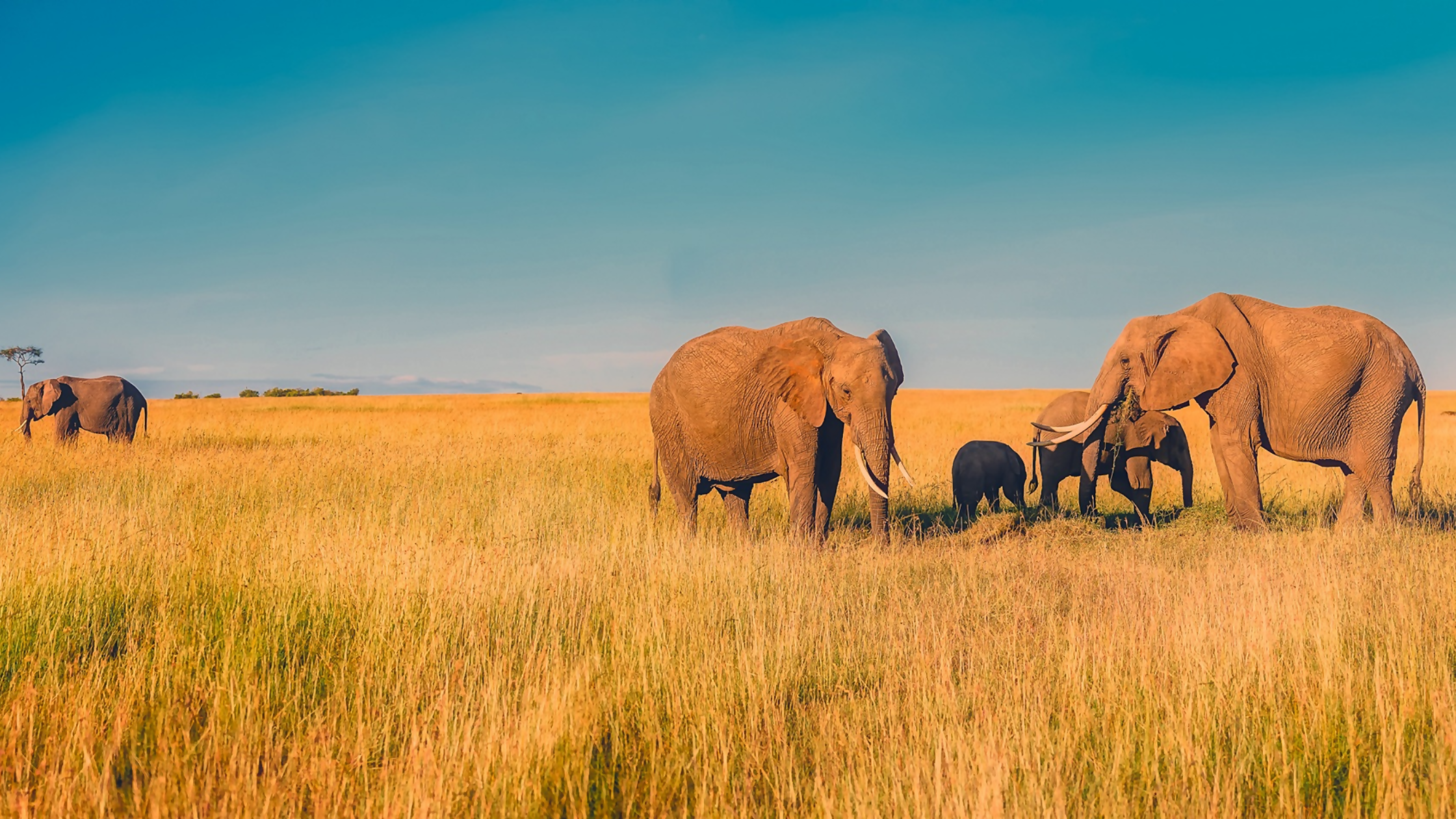 Africa
