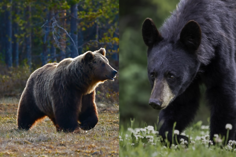 Bears, Bears & More Bears